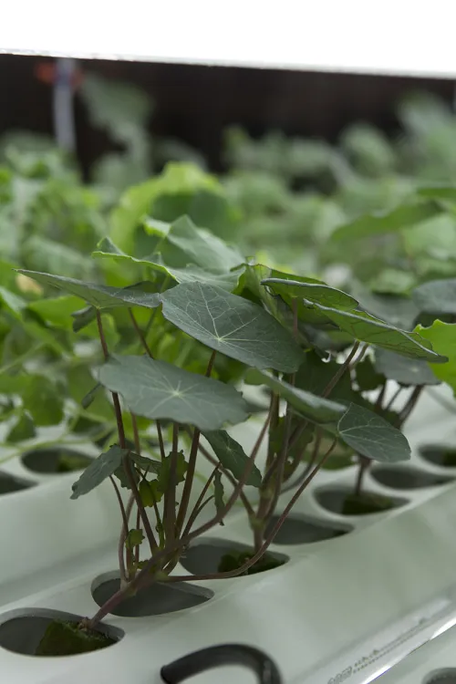 Interesting plants grown in the hydroponic garden at ICE