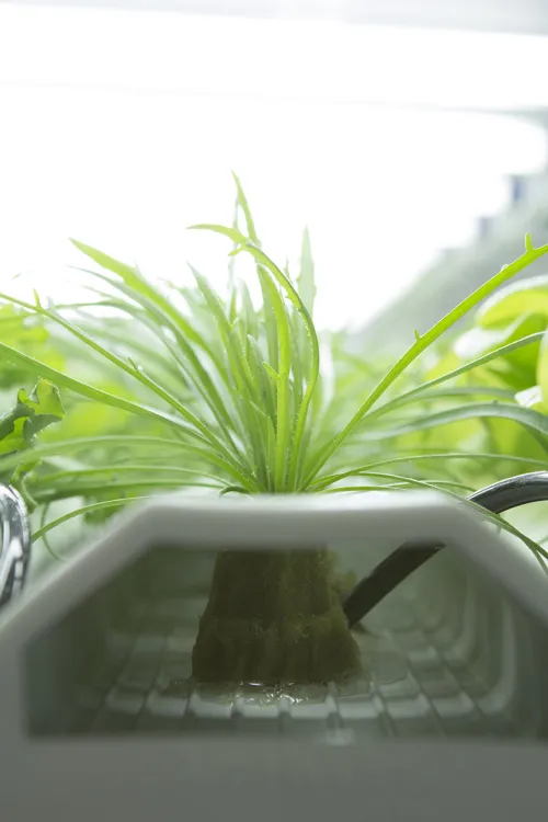Roots of herbs grown in the hydroponic garden at ICE