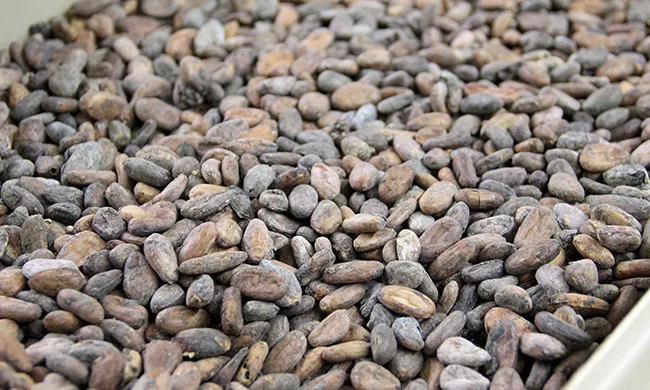 Raw cacao beans for chocolate.