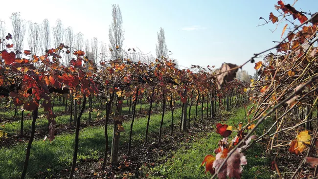 Balsamic vinegar is made in Italy's Modena and Reggio Emilia regions.