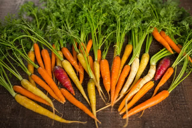 Colorful carrots in a line