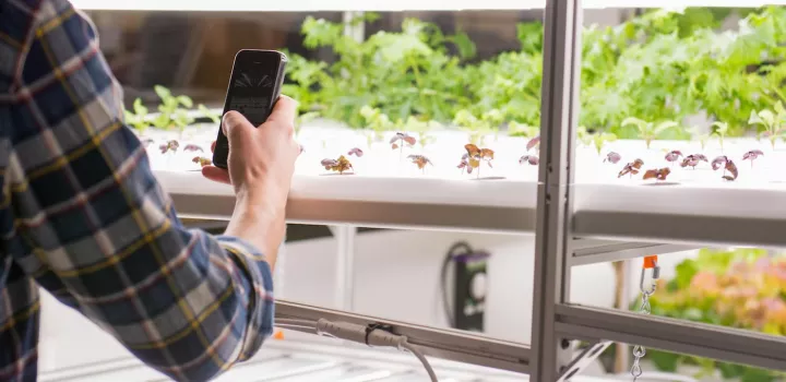 person taking photo on iphone of hydroponic garden