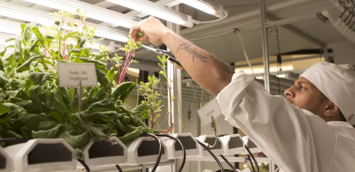 hydroponic garden at institute of culinary education in new york city