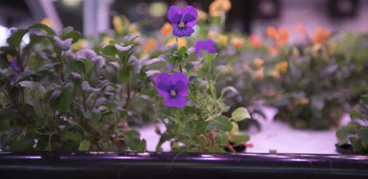 Flowers grown in the hydroponic garden at the institute of culinary education