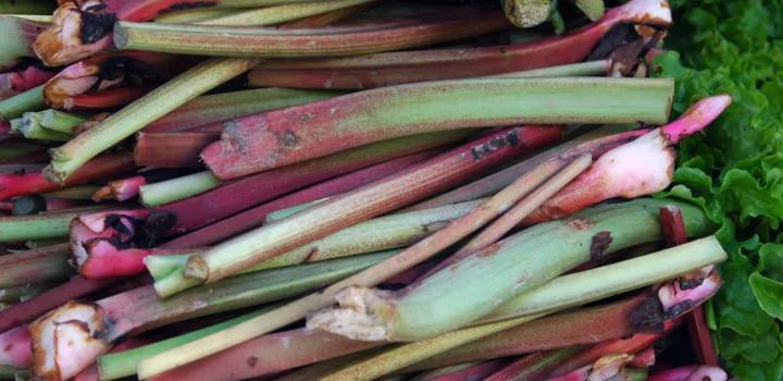 Freshly harvested rhubarb to use in a spring pie jam or tart