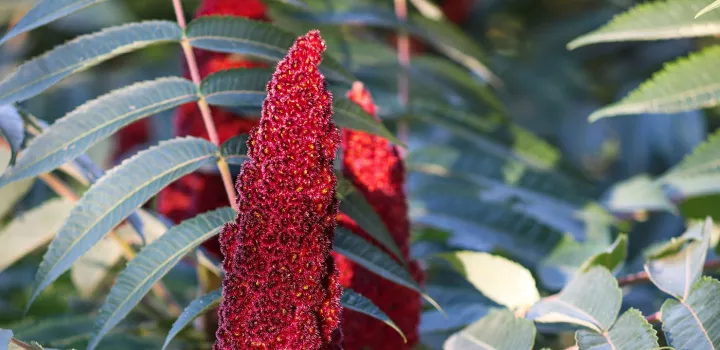 A red sumac plant surrounded by green leaves