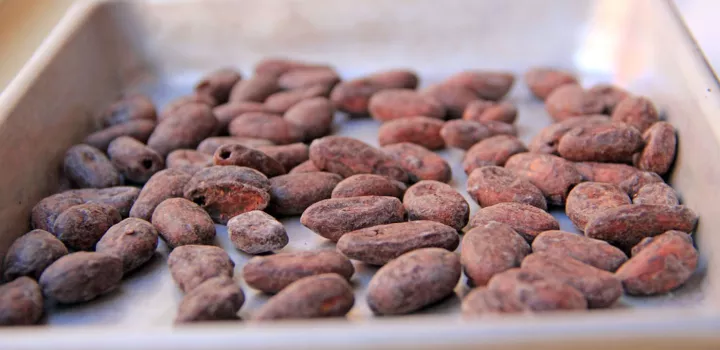cacao just roasted at chocolate lab in new york city