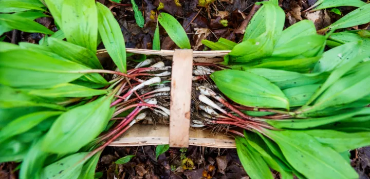 harvested ramps in a basket