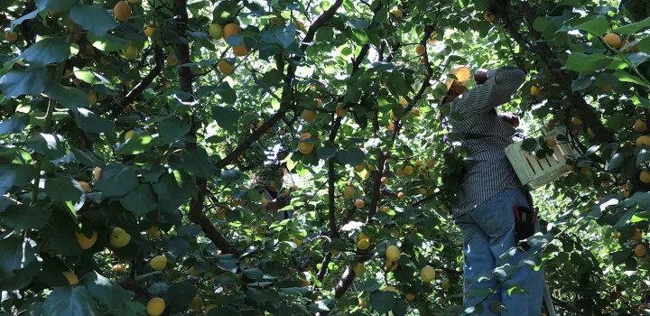 A man harvests apricots at P-R Farms.