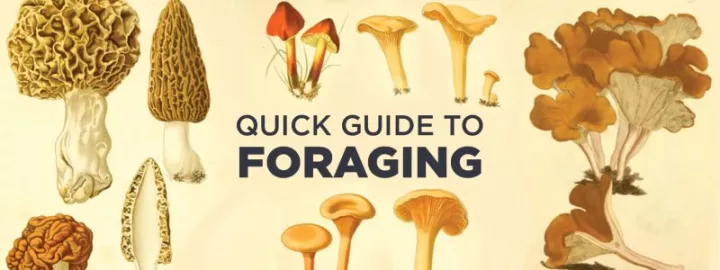 Quick Guide to Foraging