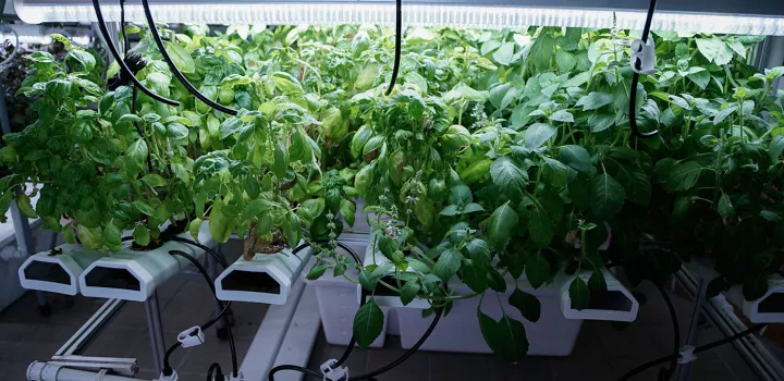 Plants grow from a hydroponic NFT.